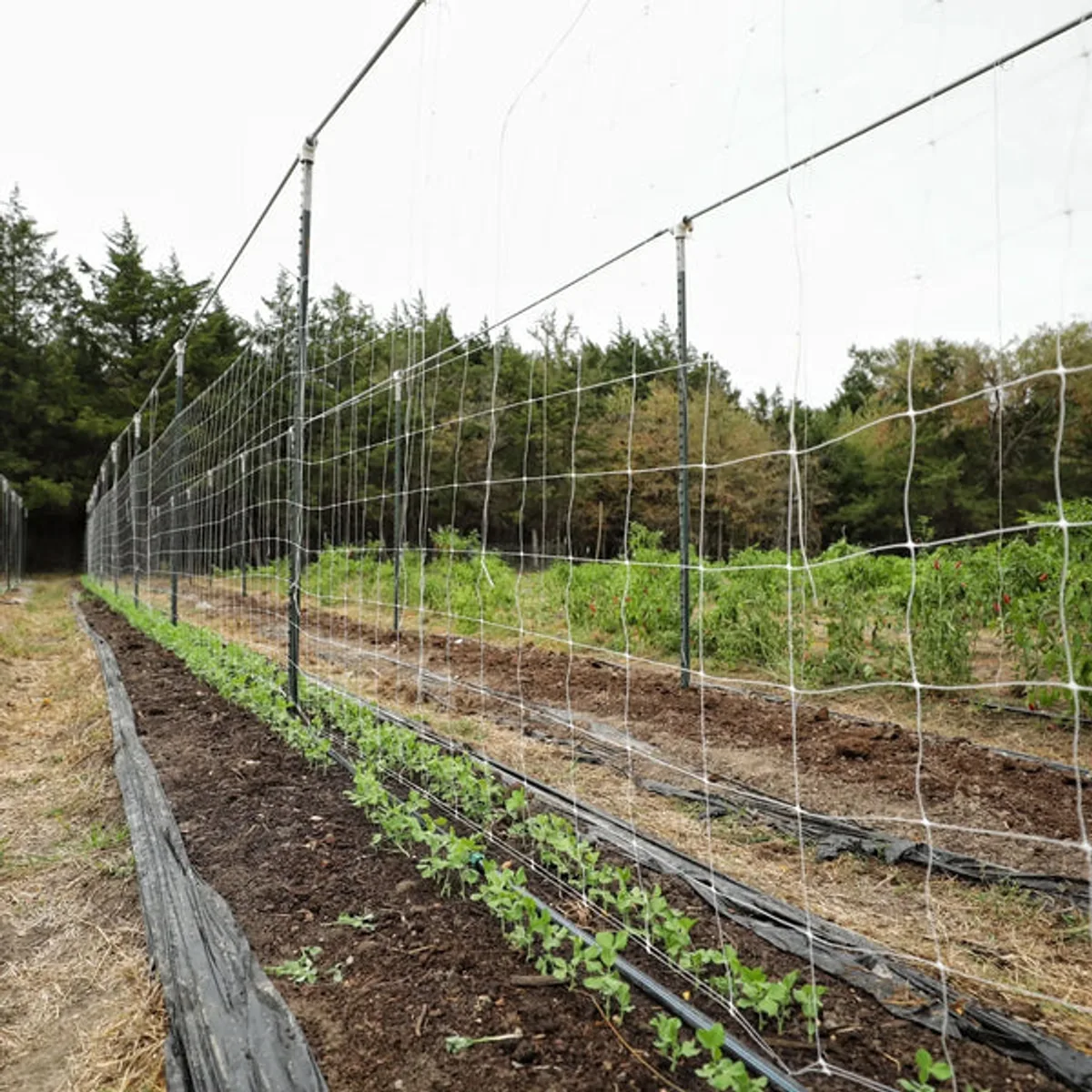 Bootstrap Farmer trellis netting roll for raised-bed crops